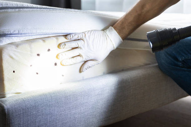 Best Wasp Removal Services  in Suffern, NY