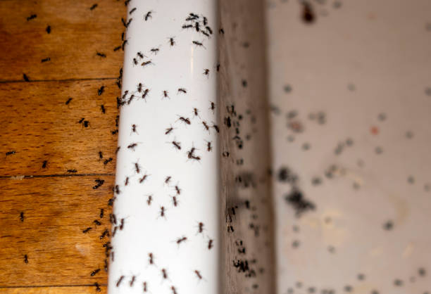 Best Pest Control Near Me in Suffern, NY
