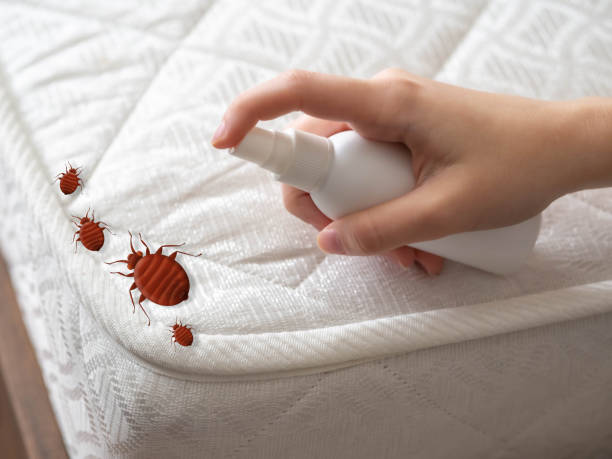 Best Affordable Pest Control Services  in Suffern, NY