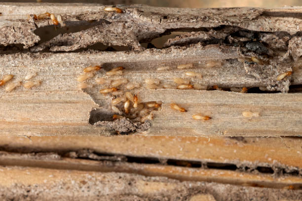 Best Best Pest Control Companies  in Suffern, NY
